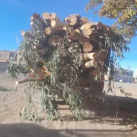 خریدار چوب شما|خدمات باغبانی و درختکاری|کرمان, |دیوار