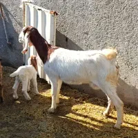 بز بربری با کهره نر چهار ماهه