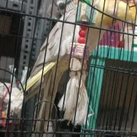 2500|پرنده|پلدختر, |دیوار