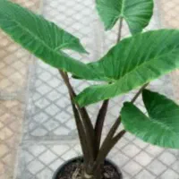 گل الوکازیو