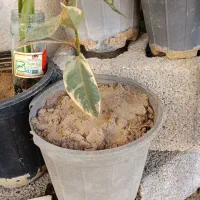 گل وفیکوس بنت قنسول|گل و گیاه طبیعی|بندر گناوه, |دیوار