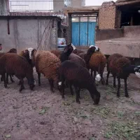 بره‌نر‌آماده‌پروار‌بندی‌‌به‌شرط‌‌سلامت‌کامل‌|حیوانات مزرعه|ملایر, |دیوار