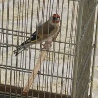 سهره دهن لر