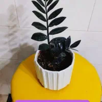 سانسووریای لب طلایی پایه بلند|گل و گیاه طبیعی|سرپل ذهاب, |دیوار