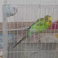 یک جفت مرغ عشق با قفس