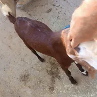 کهره نر درجه یک و جبیش ابستن|حیوانات مزرعه|جم, |دیوار