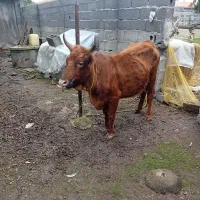 گاوچالوسی ۶ماه حامله