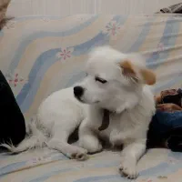 سگ تدی کوچولوشونه..