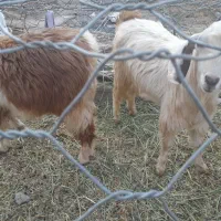 فروش ۳گوسفند دوتا چپش یه گیسه|حیوانات مزرعه|جیرفت, |دیوار