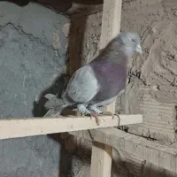 کفتر عتیقه|پرنده|معصومیه, |دیوار