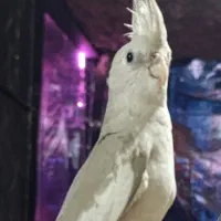 ملنگو و عروس هلندی معاوضه