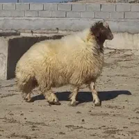 فروش  گوسفند   زنده   شبانه روزی  رباط کریم   پرند