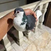 کفتر ساده سیاه ماده