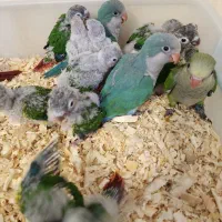 جوجه سرلاکی طوطی گرینچیک و راهب