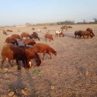 فروش گله بز وگوسفندد|حیوانات مزرعه|فاضل آباد, |دیوار