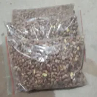 مقز پسته علا علا