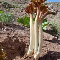 ریواس فقط امشب این قیمت