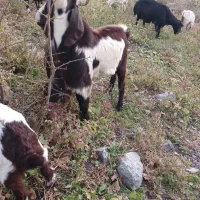 سلام یک عدد بزغاله نر پاکستانی اصل