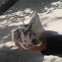 کبوتر|پرنده|بافق, |دیوار