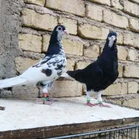 کفتر شهری یال، ، دمبی|پرنده|شیراز, شهرک فرزانگان|دیوار