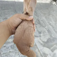 جونه گرفتنی۲پری نر|پرنده|بروجرد, |دیوار