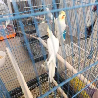 جوجه عروس هلندی|پرنده|کاشان, نوش آباد|دیوار