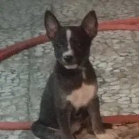 سک پا کوتا|سگ|زابل, |دیوار