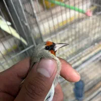 سهره دورگ فوق العاده