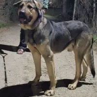 سگ گمشده|حیوانات|گرگان, |دیوار