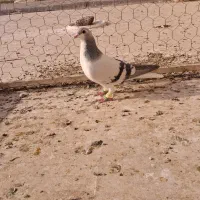 بدرنگ کبود نر|پرنده|دشتابی, |دیوار