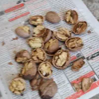 گردو پوست کاغذی