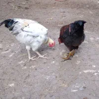 غاز،مرغ و خروس،اردک اسرائیلی|حیوانات مزرعه|سنگر, |دیوار