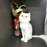 واگذاری گربه پرشین