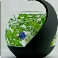 آکواریوم،تنگ،غذا ماهی،تخم مرغ،ژل برای عید