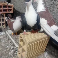 کفتر