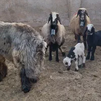 ۳میش بره داروقوچ و بز