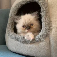 واگذاری بچه گربه پرشین