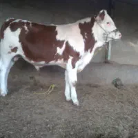 گوساله نر سیمینتال