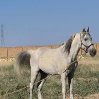 اسب کرد ۷به۸ با مادیان