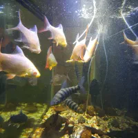 فروش ماهی آور سایز