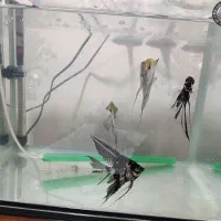 فروش ۴ عدد ماهی آنجل مولد