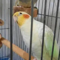 یک جفت عروس هلندی مولد