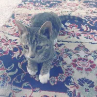 واگذاری بچه گربه ۲ ماهه