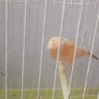 فروش انواع قناری مولد|پرنده|بابل, |دیوار