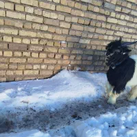 یک عداد بزغال بز داشتی خیلی الی برا داشت 30میلیون