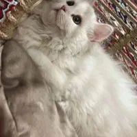 گربه پیدا شده