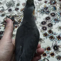 جوجه عروس هلندی|پرنده|مشهد, نیزه|دیوار