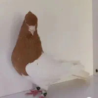 پرنده کله زرد