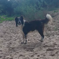 سگ قدر جونی