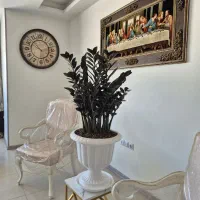 گل زاموفیلیا سوپر بلک